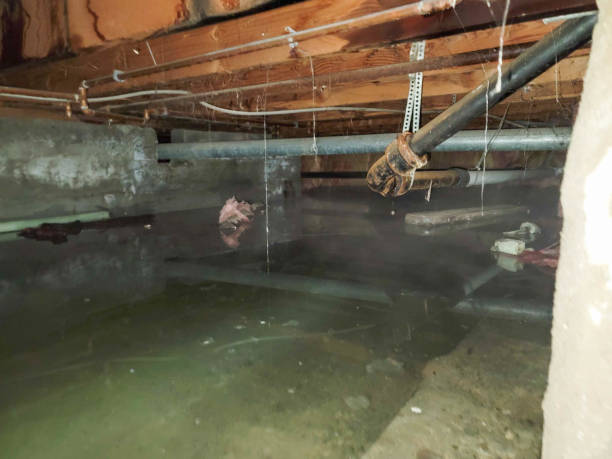 Best Water damage cleanup near me  in Wildewood, MD